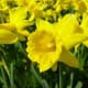Daffodil