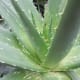 Aloe Vera Plant