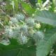 Castor Bean