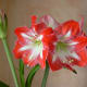 Amaryllis