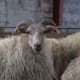 Horned Drenthe Heath Sheep ewe
