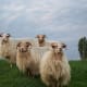 Little flock of Drenthe Heath Sheep