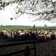 Big herd of Drenthe Heath Sheep