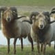 Group of Drenthe Heath Sheep rams just sheared.