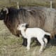 Multicolored Drenthe Heath Sheep
