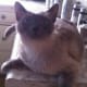 Cat lounging on a counter kitchen counter.
