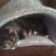 Cat half asleep in a cat bed.
