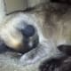 Cat trying to catch some sleep.