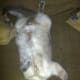Cat lounging on her back on the couch.