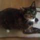 Cat enjoying a scratching toy.