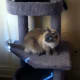 great-ways-to-make-your-cat-happy