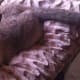 Cats like a nice pillow to lay on.