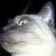 A close-up of a cat face.