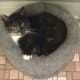 Cat enjoying a cat bed.