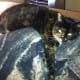 Cat laying on a blanket, which is draped over the couch.