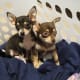 five-really-tiny-dog-breeds
