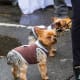 Tiny dogs need special treatment when it gets cold. These Yorkies don't seem to mind.