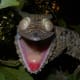 lizards-leaf-tailed-gecko