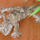 Uroplatus sikorae