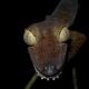 Giant Leaf-tailed Gecko (Uroplatus fimbriatus), Nosy Mangabe, Madagascar