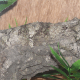 Uroplatus sikorae mimicking the underlying branch surface.