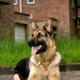 five-best-large-german-dog-breeds