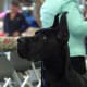 A Great Dane adult.