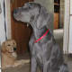 A Great Dane puppy.