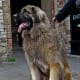 A Leonberger adult.