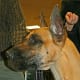 A fawn Great Dane.