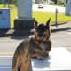 five-best-large-german-dog-breeds