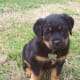 A Rottweiler puppy at 6 weeks of age.