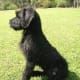 Giant Schnauzer puppy.