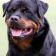 five-best-large-german-dog-breeds