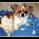 Gizmo is a long-haired Chihuahua.