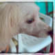 how-to-reduce-or-eliminate-worms-in-dogs
