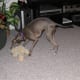 the-love-of-an-italian-greyhound