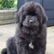 A Newfoundland puppy at 8 weeks.