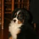 A Bernese Mountain Dog puppy.