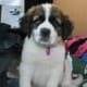 A St. Bernard puppy.