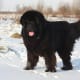 A Newfoundland enjoying the snow.