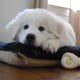 A Great Pyrenees puppy.