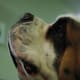 The profile of a handsome St. Bernard.