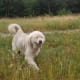 A Great Pyrenees outside.