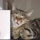 This cat is catching a few winks, but when he wakes up he'll definitely continue to plot his revenge.