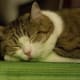 Meow I lay me down to sleep ...