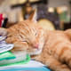how-to-live-your-best-life-lessons-from-cats