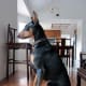 Doberman Pinschers look alert!