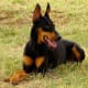 Dobermans look alert even at rest.