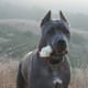 A Cane Corso out hiking.